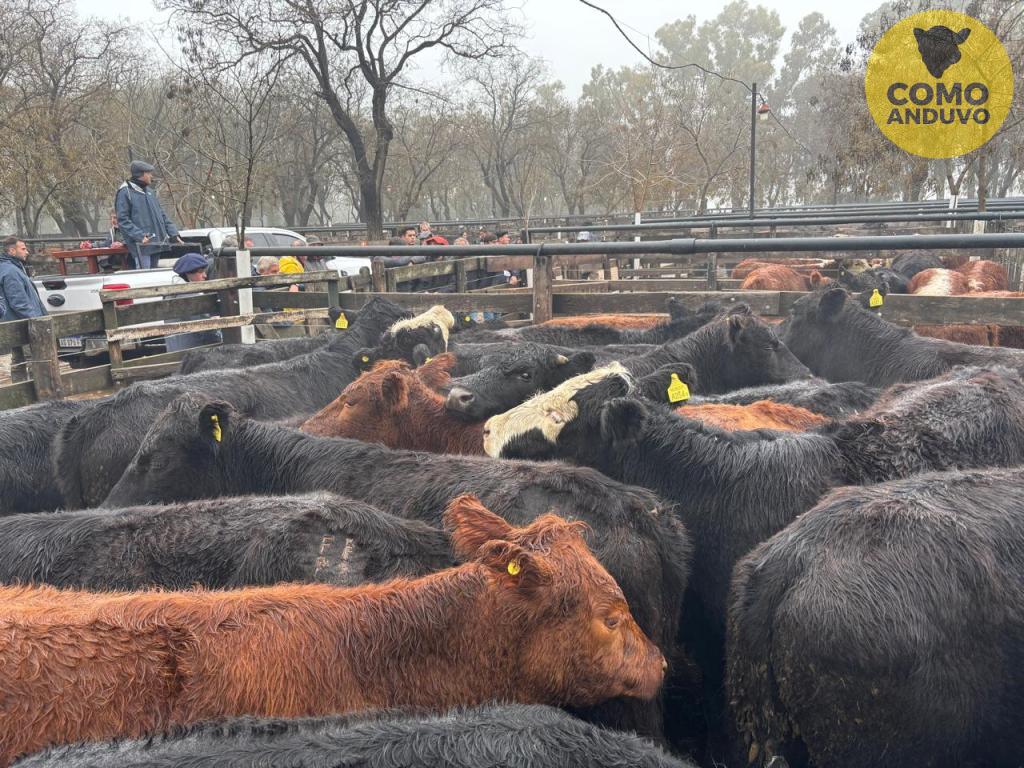 Adolfo S. Koerner y Cía